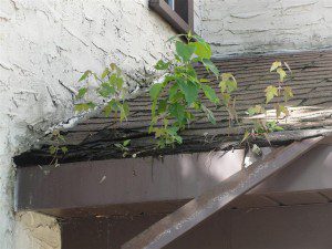 trees-growing-in-roof